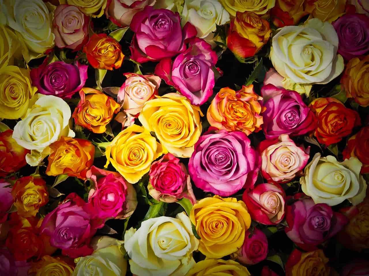 Fondo de rosas multicolor